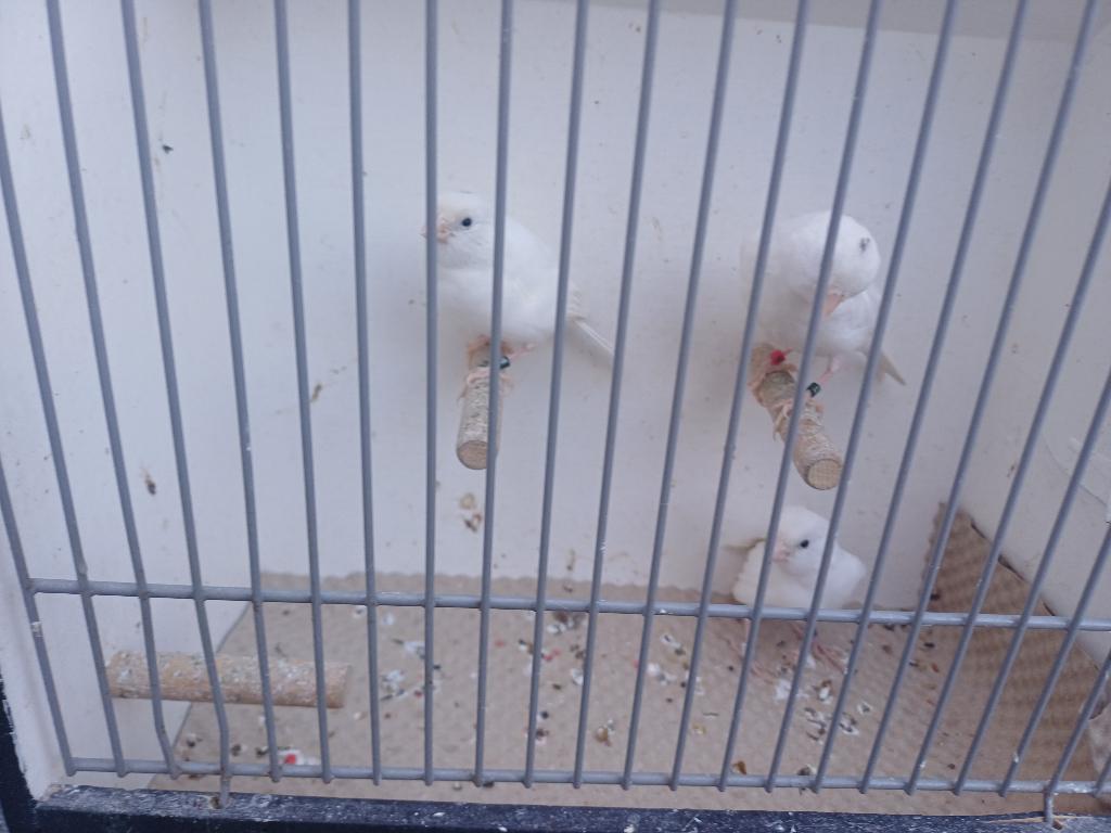 3 witte kanaries, Meerdere dieren, Kleurkanarie