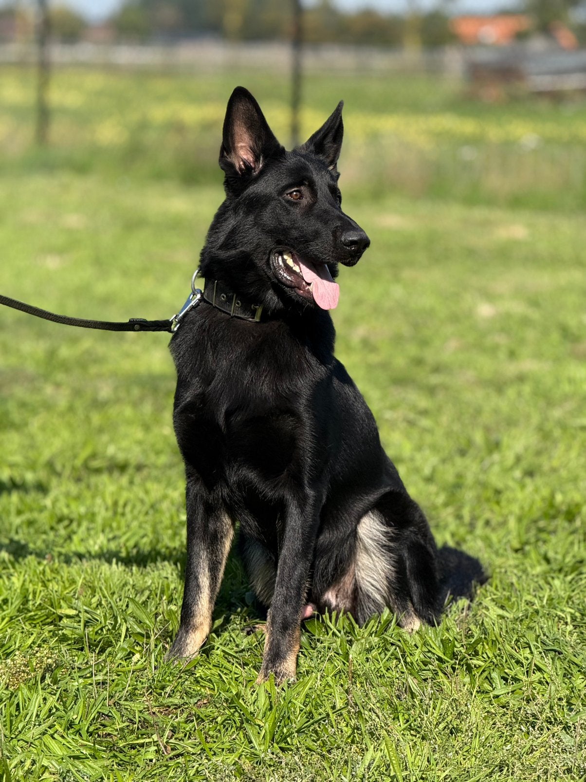 Lieve, rustige Duitse herder Reu te koop, Dieren en Toebehoren, Particulier, Reu, 1 tot 2 jaar, Buitenland