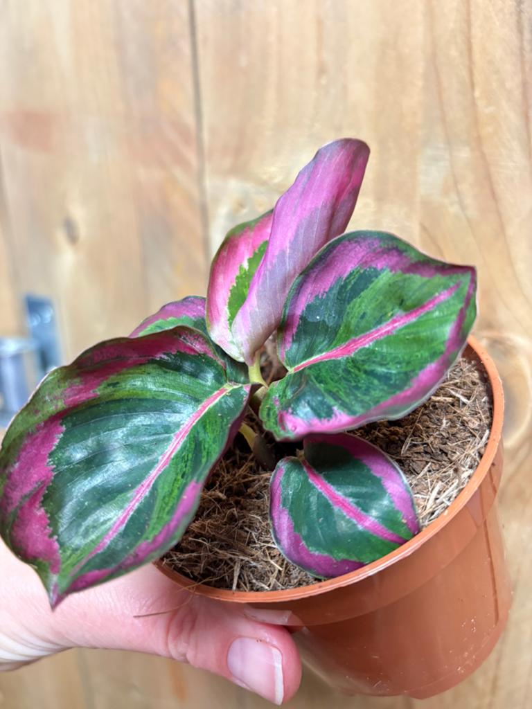 Calathea roseopicta plant medallion variegata zeldzaam aurea, Huis en Inrichting, Kamerplanten, Ophalen of Verzenden, Halfschaduw