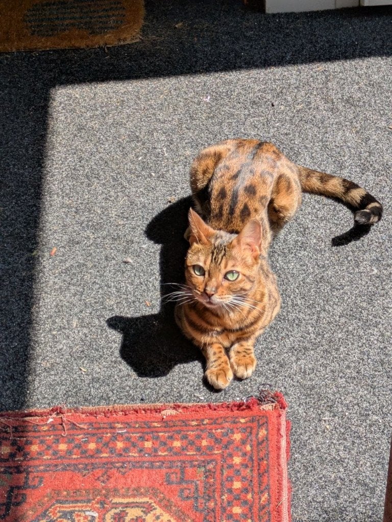 Lieve en speelse Bengaalse poes Misty, Dieren en Toebehoren, Katten en Kittens | Raskatten | Korthaar, Poes, Gechipt, 3 tot 5 jaar