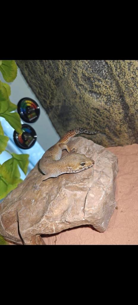 Giant luipaardgekko, Overige soorten, 3 tot 6 jaar
