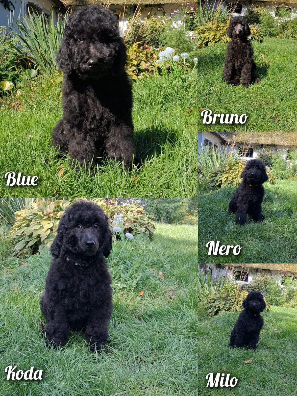 Prachtige Grote Poedel/Koningspoedel puppy's te koop, CDV (hondenziekte), 8 tot 15 weken, Meerdere, Nederland