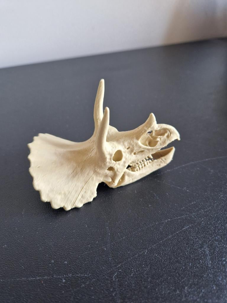 3D Geprinte Triceratops schedel, Handgemaakt, Overige typen, Dieren, Ophalen of Verzenden