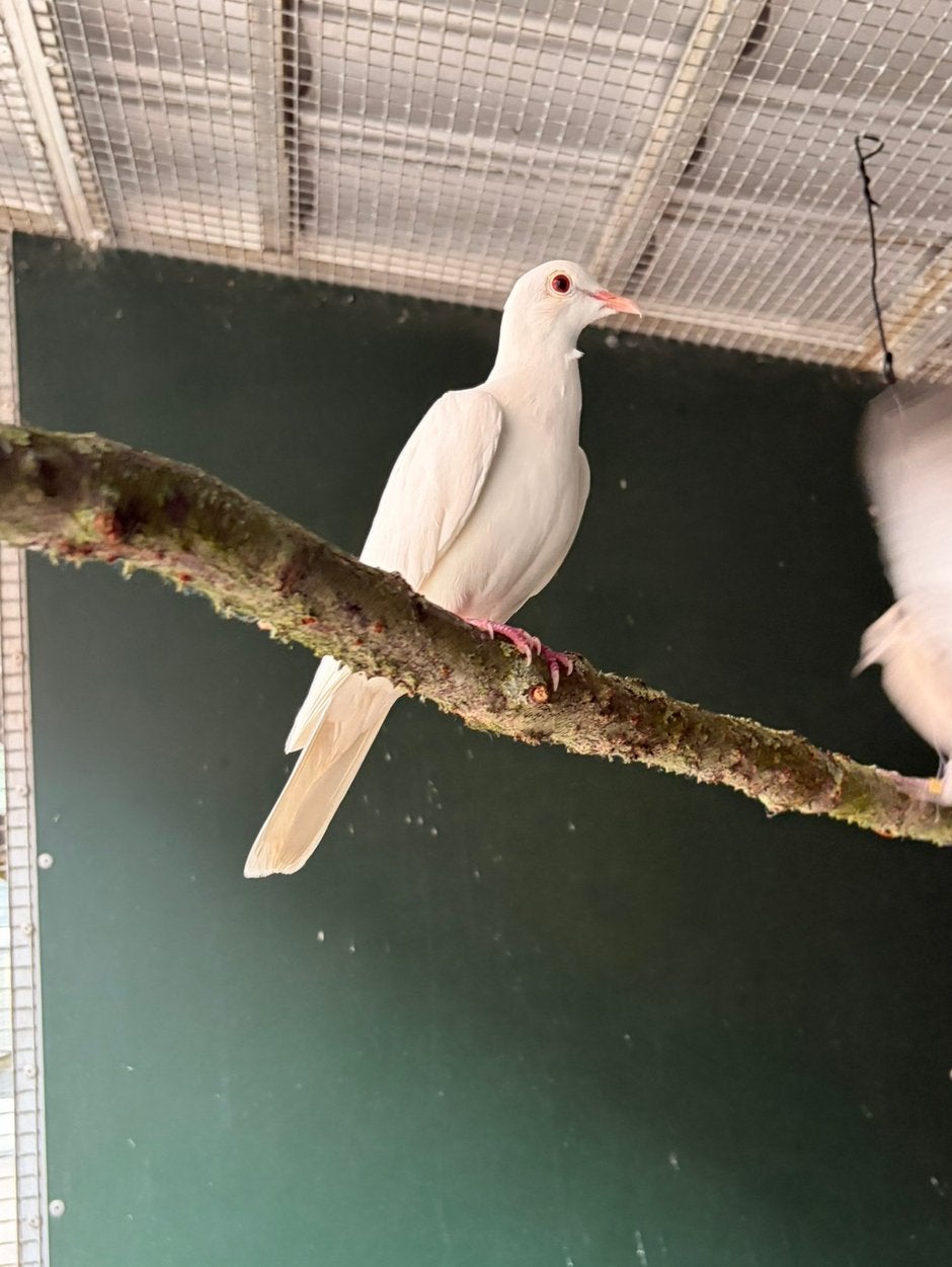 Wit lachduifje, Dieren en Toebehoren, Geslacht onbekend, Tortelduif