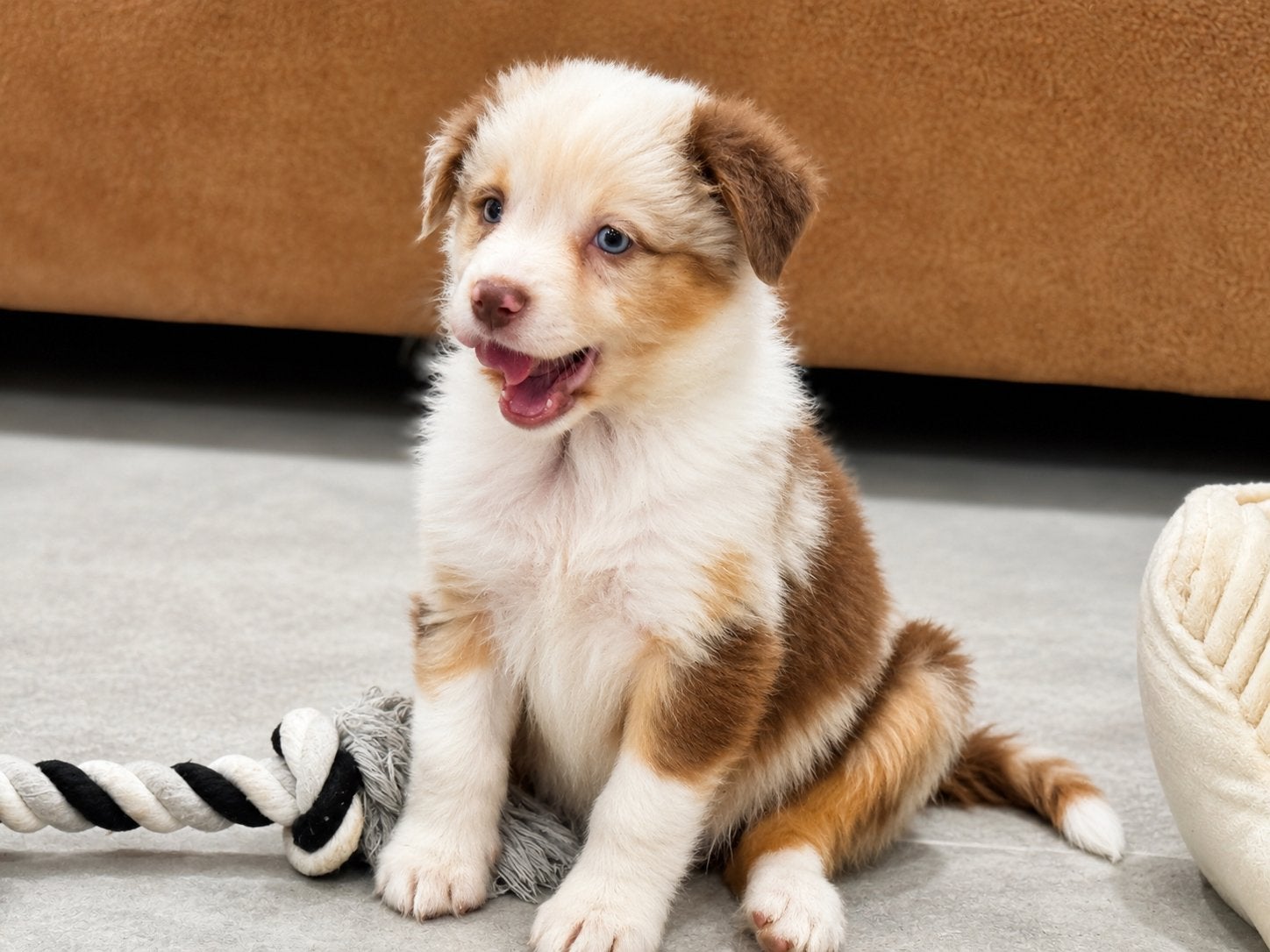 Australian Shepherd pups 1500€, Nederland, Overige rassen, 8 tot 15 weken, CDV (hondenziekte)