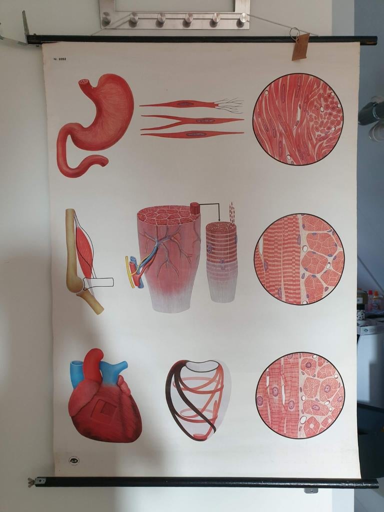 Vintage Anatomische schoolkaart - Spijsvertering & Spieren, Antiek en Kunst, Antiek | Schoolplaten, Ophalen of Verzenden