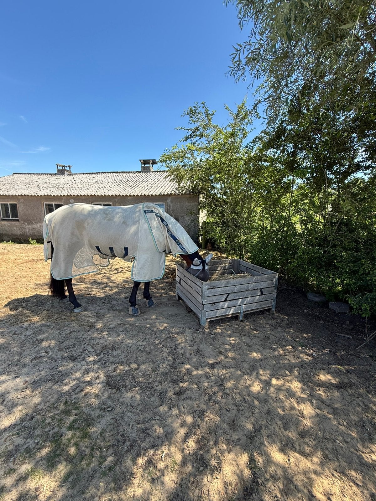 Gezocht! Gezelschap pony in bruikleen, Dieren en Toebehoren, Stalling, 1 paard of pony