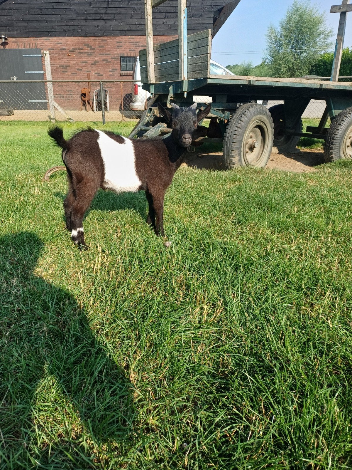 lakenvelder bokje, Dieren en Toebehoren, Schapen, Geiten en Varkens, Mannelijk, Geit