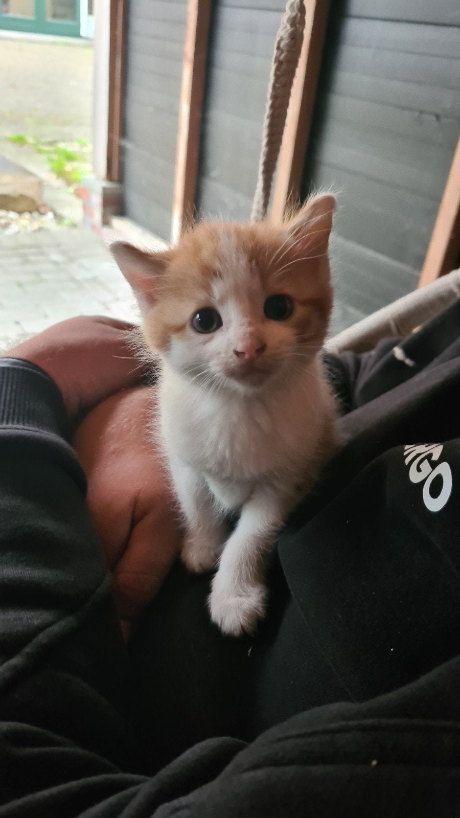 Kittens, Meerdere dieren