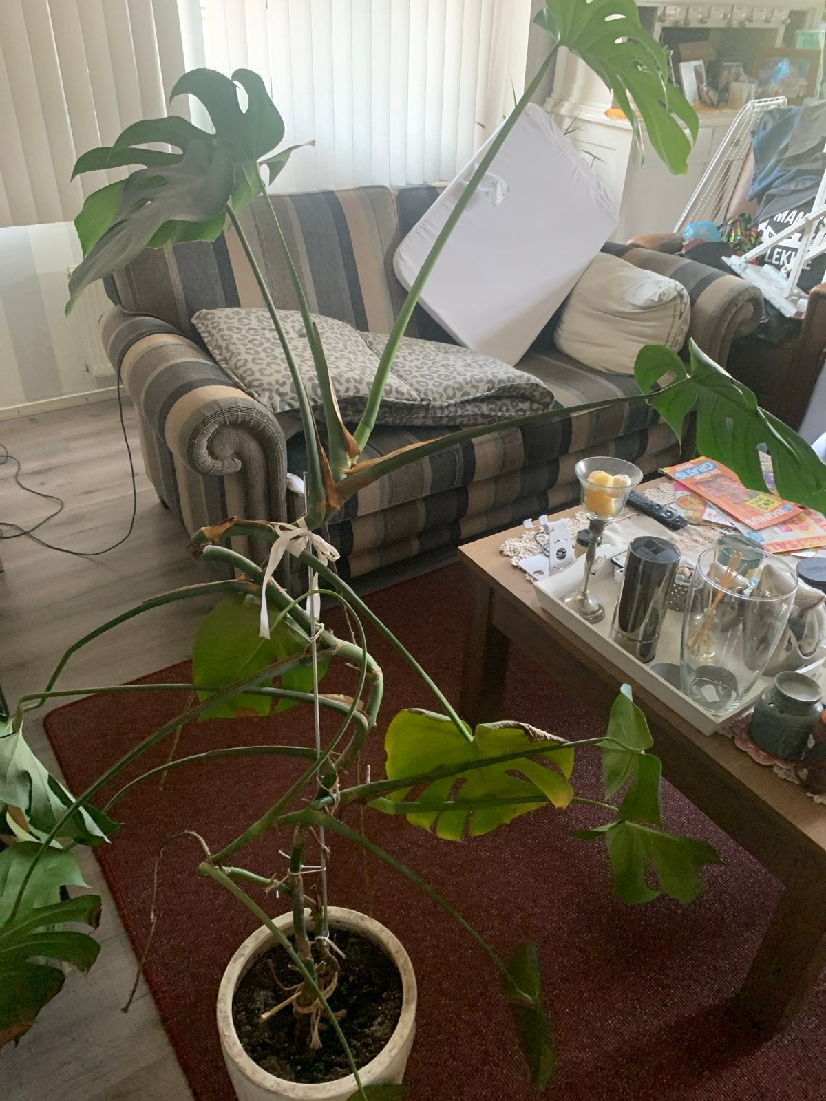 Grote Monstera Deliciosa - Kamerplant, Overige soorten, In pot, 150 tot 200 cm, Groene kamerplant