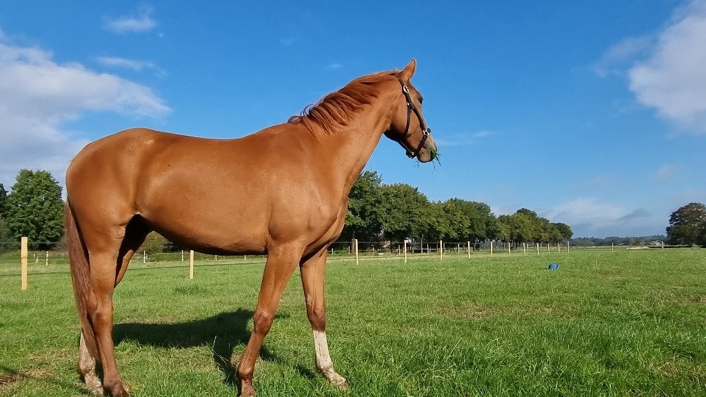 KWPN merrie van For Ferrero x Fairytale, Merrie, Dressuurpaard, 7 tot 10 jaar, 160 tot 165 cm