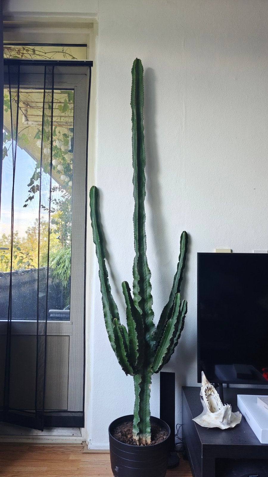 Grote Euphorbia Ingens Cactus - 218 cm hoog, Tuin en Terras, Volle zon, Vaste plant, Bloeit niet, Ophalen