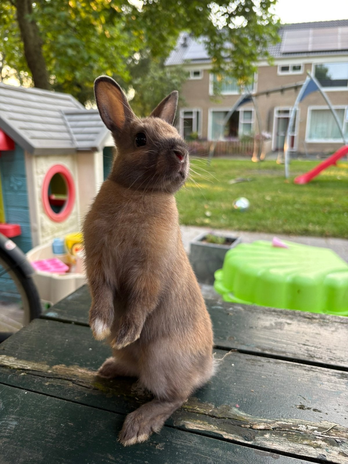 Koppeltje dwergkonijn, Dieren en Toebehoren, Konijnen, Meerdere dieren, Dwerg