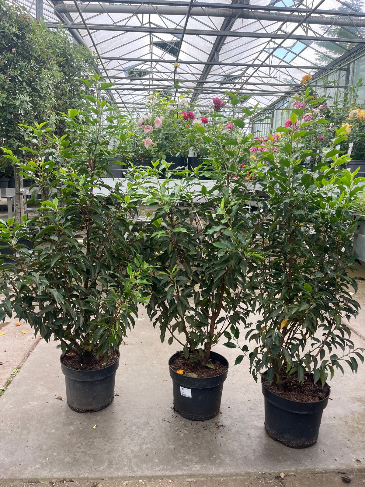 Portugese Laurier (Prunus Lusitanica) 100-120cm €24,95, Ophalen of Verzenden, Laurier, Struik, 100 tot 250 cm