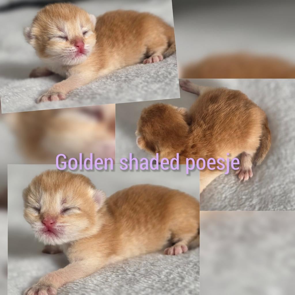 Britskorthaar golden shaded kittens, Meerdere dieren, Ontwormd, 0 tot 2 jaar