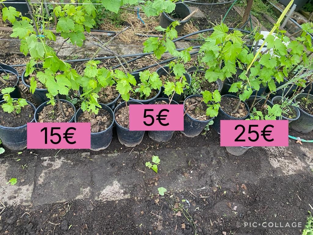 druiven per pot  3  verschillende soorten fruit boom, Tuin en Terras, Planten | Struiken en Hagen, Ophalen of Verzenden, Overige soorten
