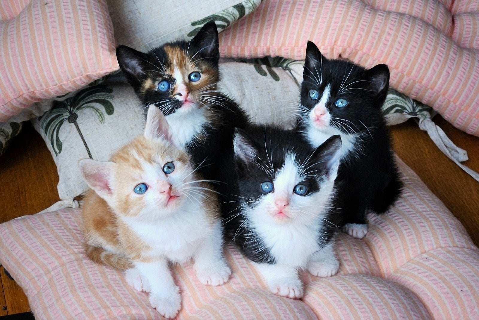 Kittens zwart/wit, rood/wit, lapje, Meerdere dieren, 0 tot 2 jaar