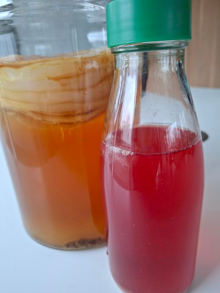SCOBY - Kombucha, Ophalen