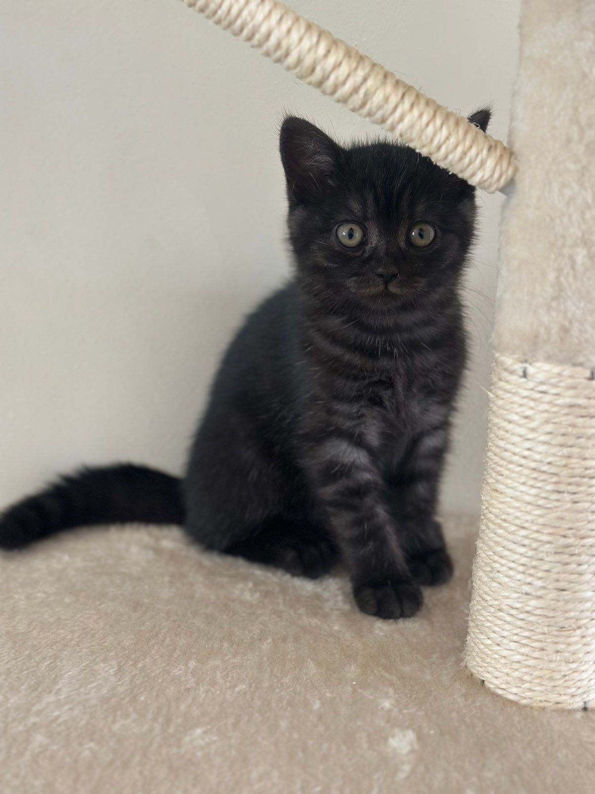Prachtige Britse Korthaar kittens te koop, Dieren en Toebehoren, Meerdere dieren, Ontwormd