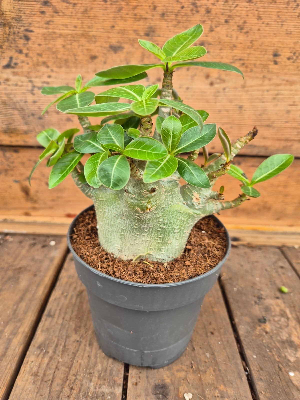 Adenium Baobab p12 (3)