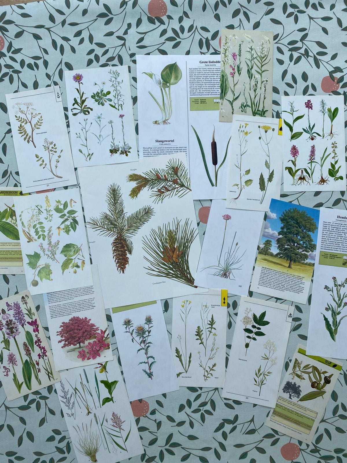 Botanische flora prenten paginas set scrapbook ephemera, Ophalen of Verzenden, Gebruikt, Versiering of Embellishment