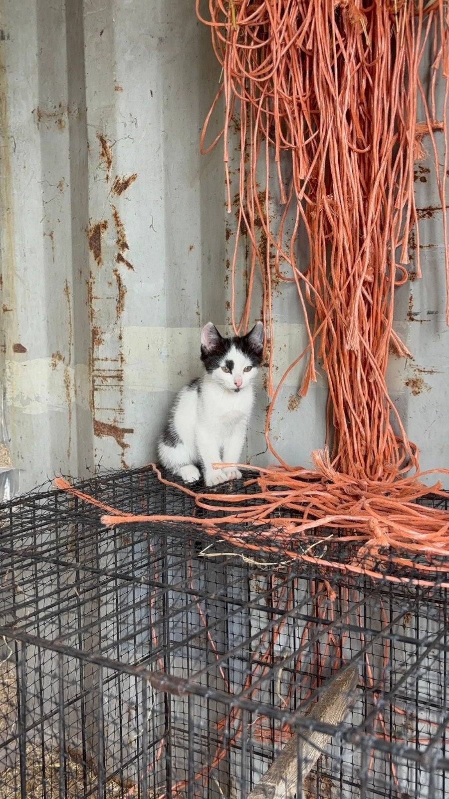 Mooie boerderij kittens, Meerdere dieren