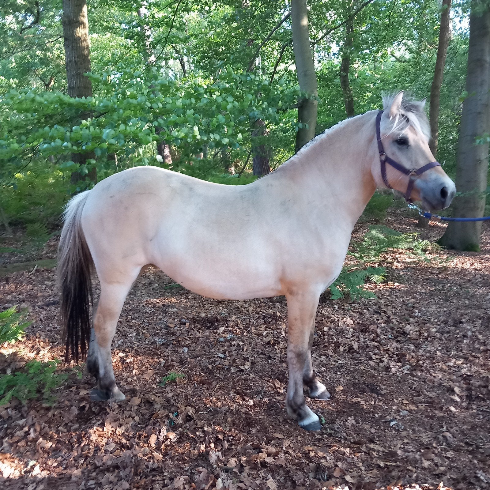 Fjord stamboek merrie, Merrie, A pony (tot 1.17m), 0 tot 2 jaar