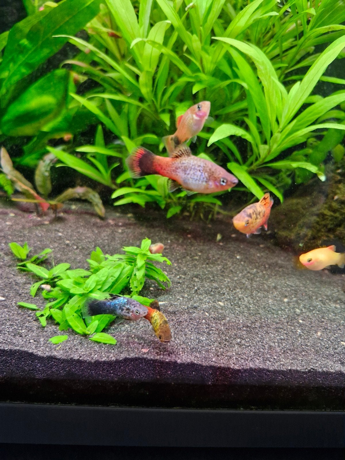 Platys mannen, Dieren en Toebehoren, Vissen | Aquariumvissen, Vis