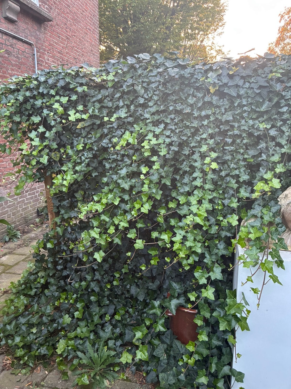 Gratis hedera klimop, Tuin en Terras, Ophalen, Overige soorten, 100 tot 250 cm