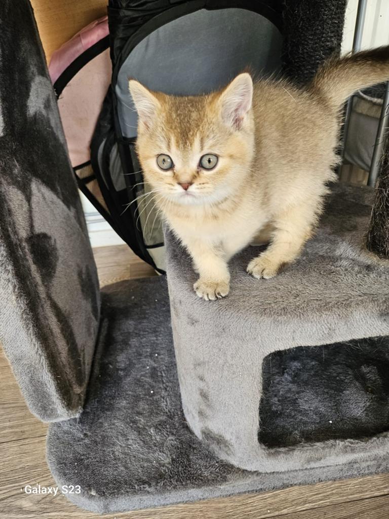 katten, Dieren en Toebehoren, Katten en Kittens | Overige Katten, Poes