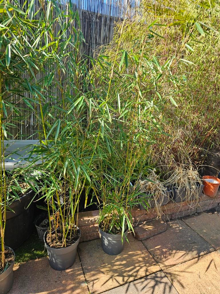 Bamboe Fargesia Robusta Campbell NIET woekerend!, Ophalen of Verzenden, Bloeit niet, Overige soorten, Halfschaduw