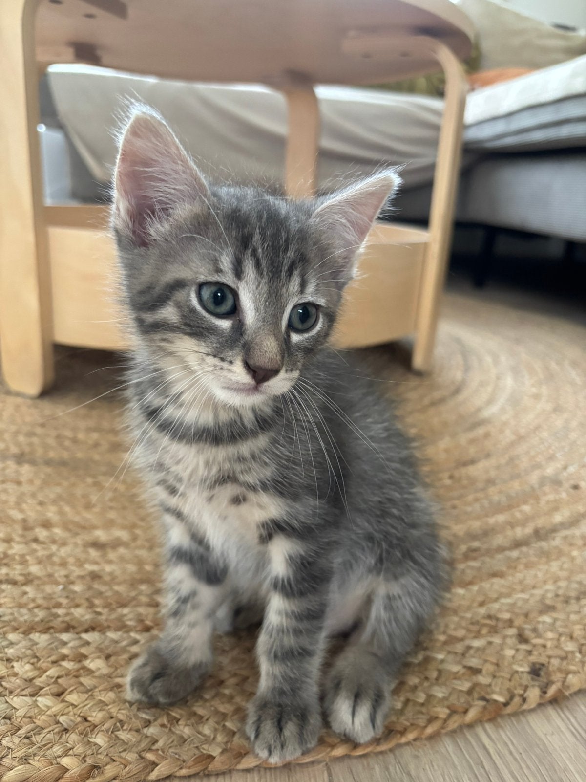 Kittens, Meerdere dieren
