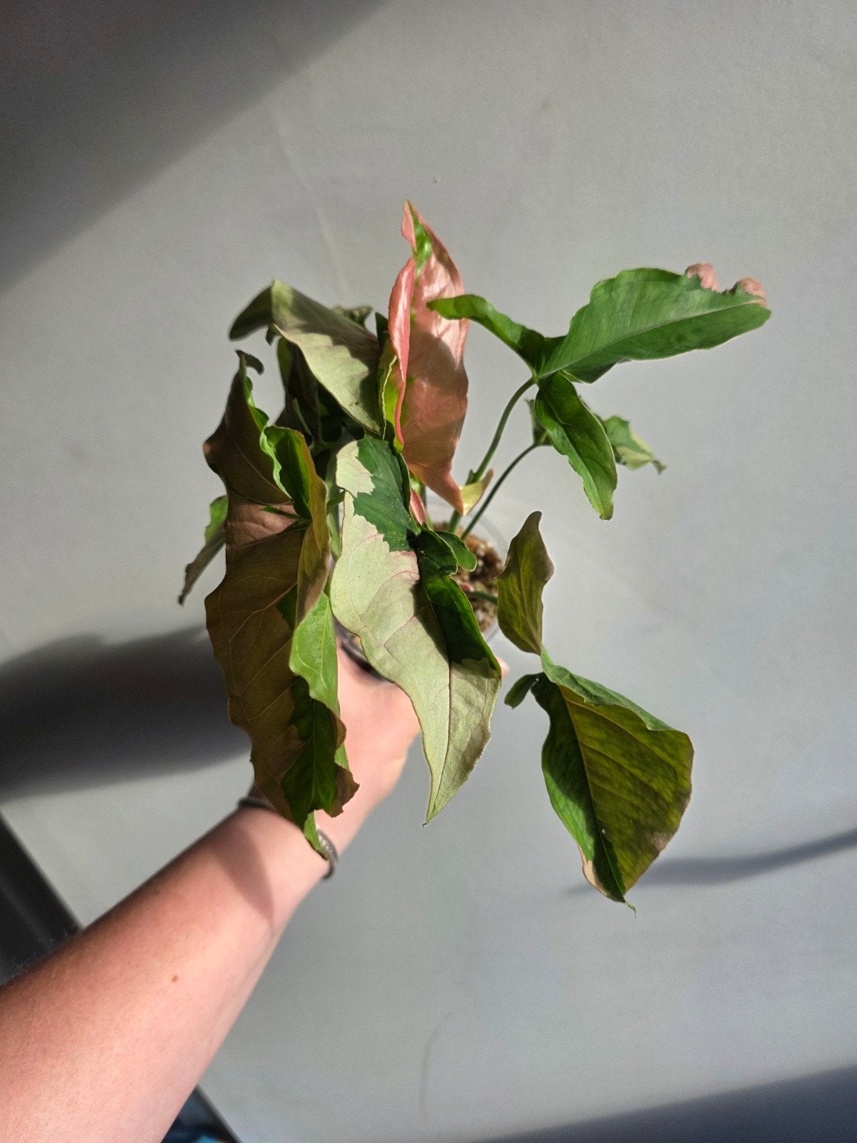 Syngonium pink lava, Huis en Inrichting, Kamerplanten, Ophalen of Verzenden, Halfschaduw, Minder dan 100 cm