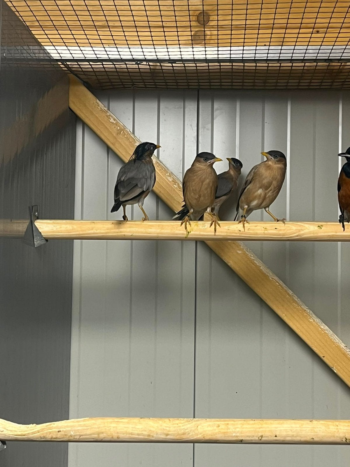 kweekkoppel pagodespreeuw pagode spreeuw jongen aanwezig, Meerdere dieren