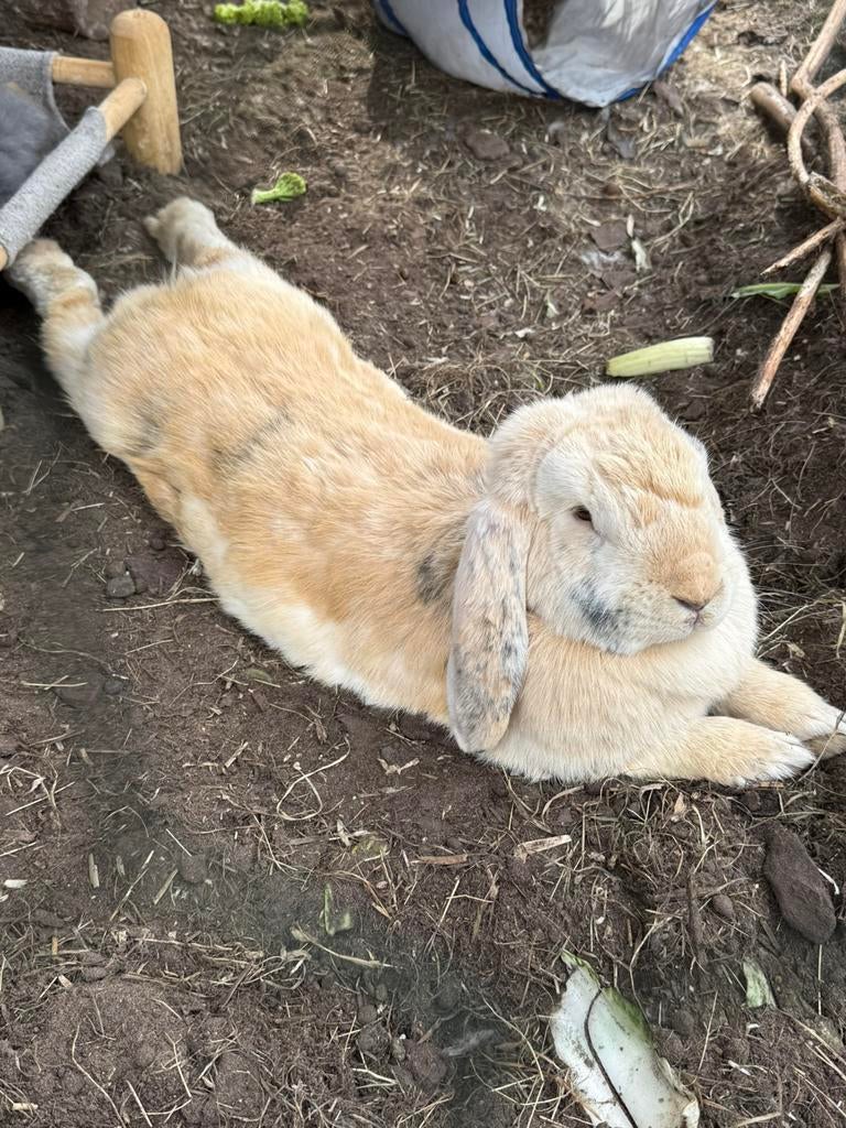 Franse hangoor voedster, Dieren en Toebehoren, Konijnen, Vrouwelijk, Groot, Hangoor