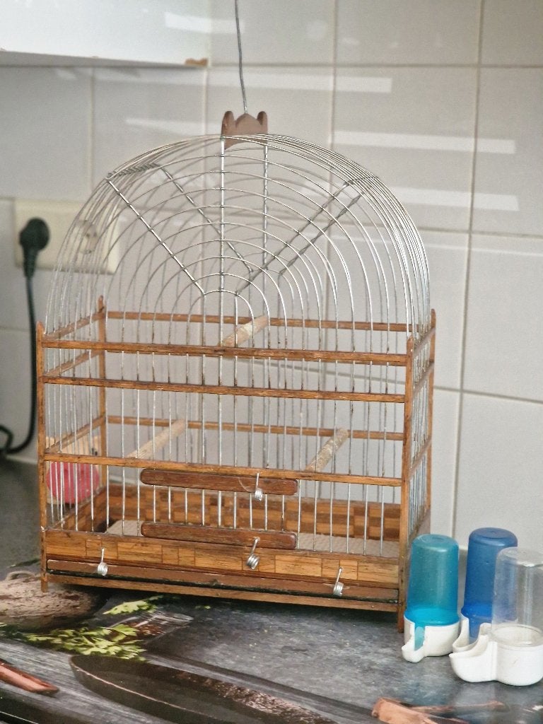 Suriname kooitje, Mannelijk, Tropenvogel