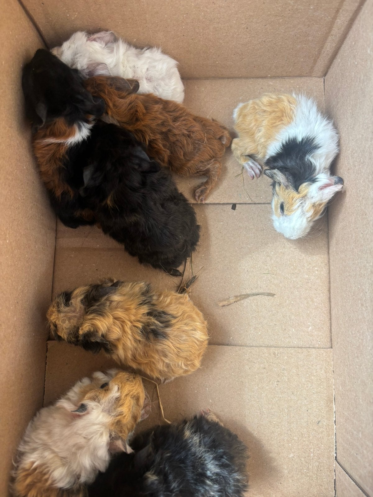 Lunkarya cavias, Dieren en Toebehoren, Knaagdieren, Cavia, Juni, Meerdere dieren, Tam