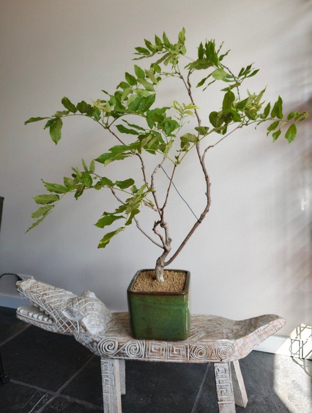 Wisteria Floribunda bonsai (Japan), Tuin en Terras, Ophalen, Bloeit niet, Halfschaduw, Overige soorten