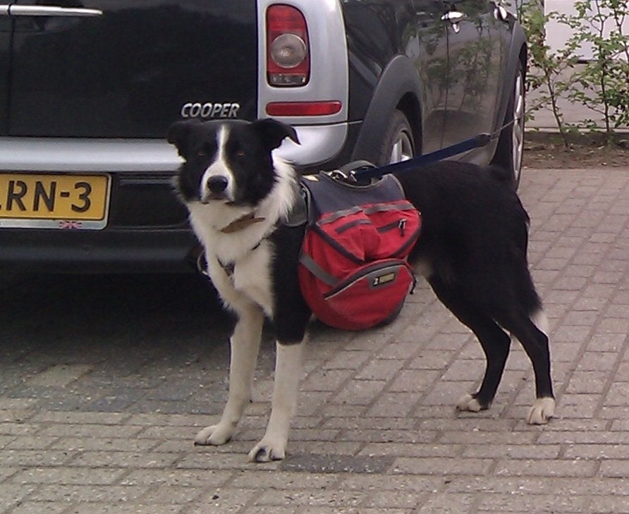 Afneembare hondenrugzak met harnas Ruffwear, Overige merken, Ophalen of Verzenden, Gebruikt, Hondentuig