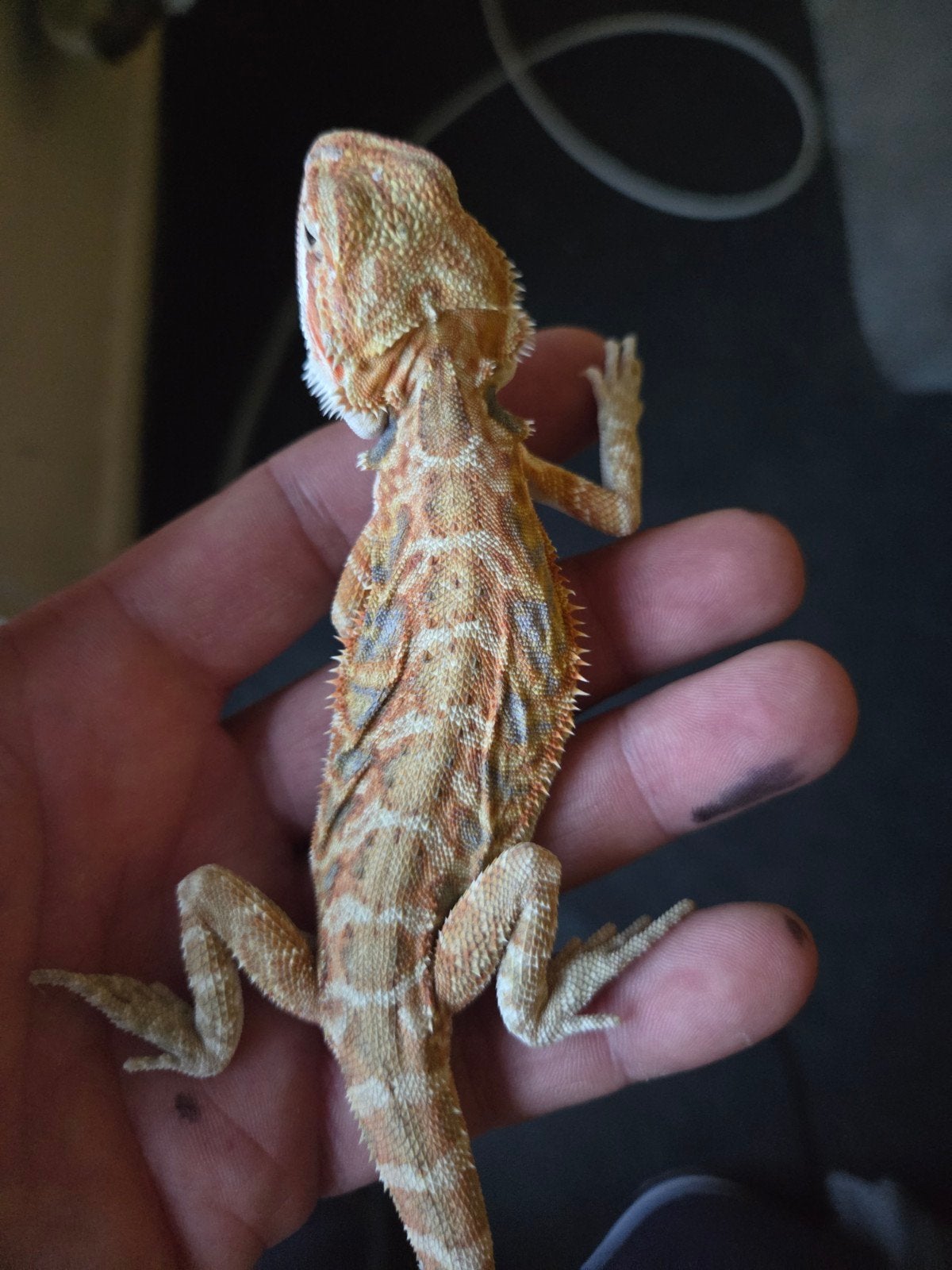Baardagaam Pogona Vitticeps Hypo Red Orange Tiger Bearded Dragon - male for sale from r.greven1983