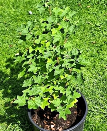Rode Bessenstruik "Jonkheer van Tets" (8), Ophalen, Volle zon, Vaste plant, Fruitplanten