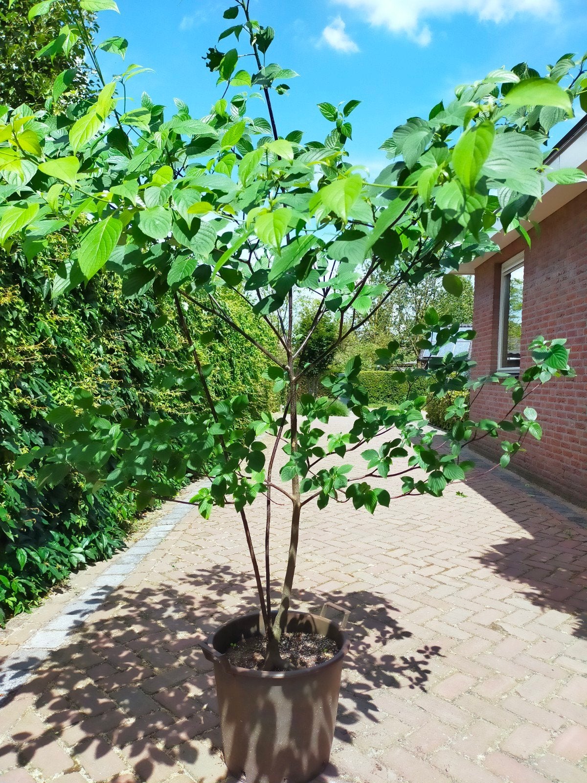 Cornus controversa, Overige soorten, Lente, 100 tot 250 cm, Ophalen