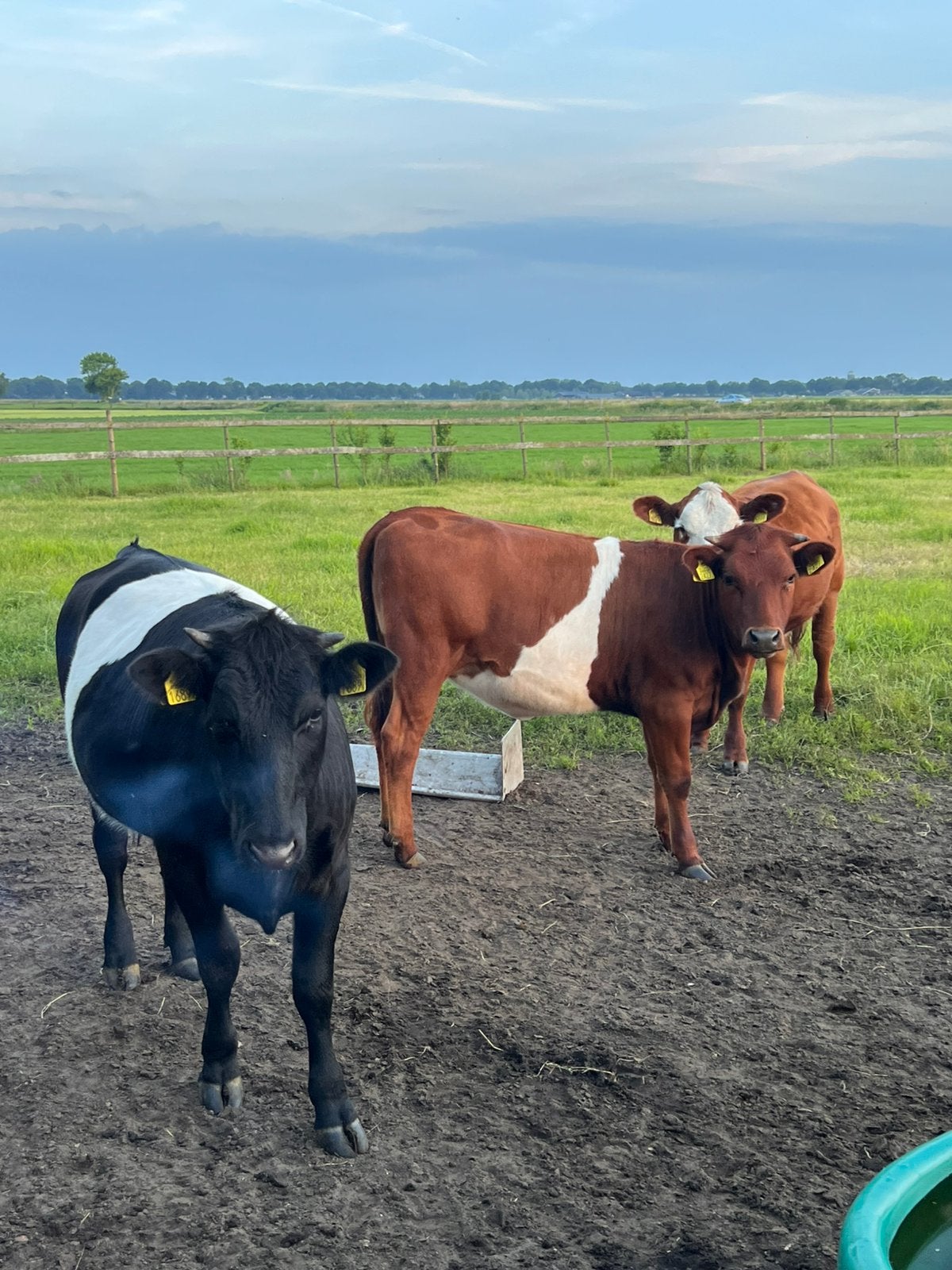 3 pinken, Dieren en Toebehoren, Runderen, Vrouwelijk