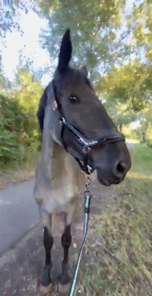 Gouden thuis voor een gouden pony., Dieren en Toebehoren, Pony's, Merrie