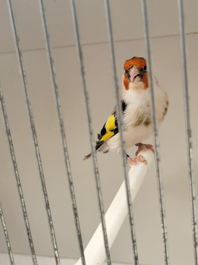 Majoor putter witkeel man, Dieren en Toebehoren, Vogels | Overige Vogels, Mannelijk, Wildzangvogel