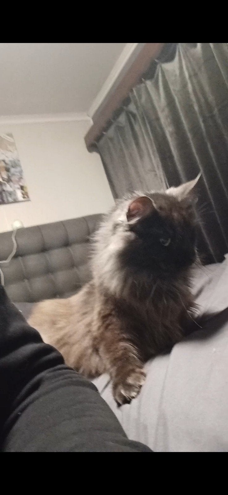 Black smoke dame maincoon, Dieren en Toebehoren, Poes