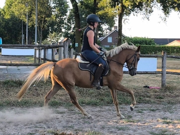 Te koop - gouden New Forest pony, B, Ruin, 3 tot 6 jaar, Ontwormd