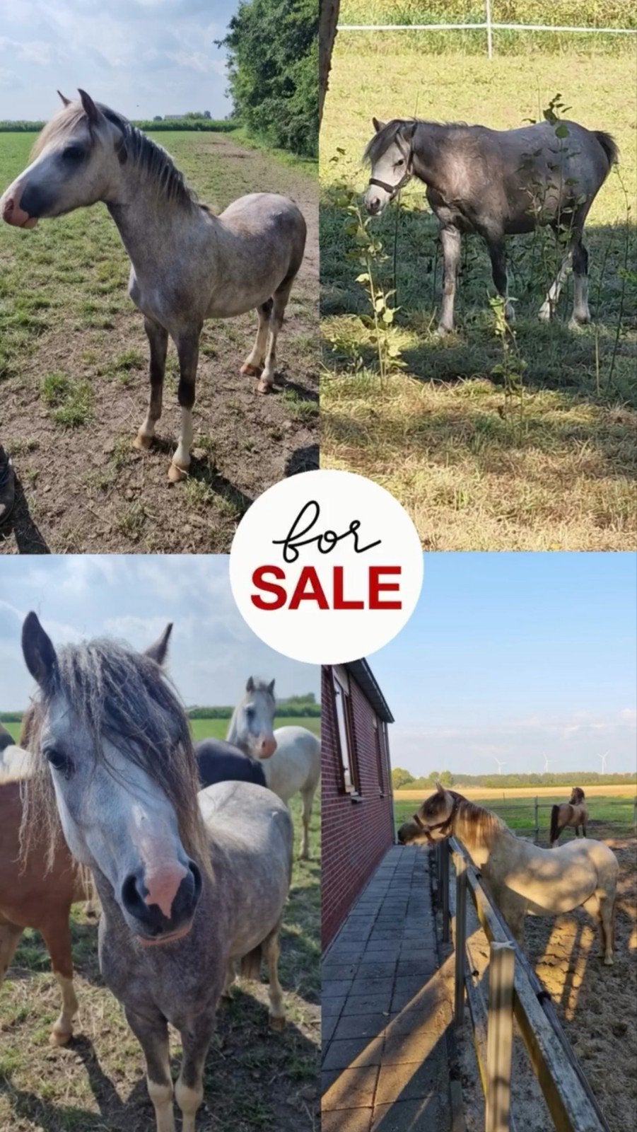 Welsh a merries en hengsten 1 tot 4 jaar oud, Dieren en Toebehoren, Pony's, Meerdere dieren, Met stamboom