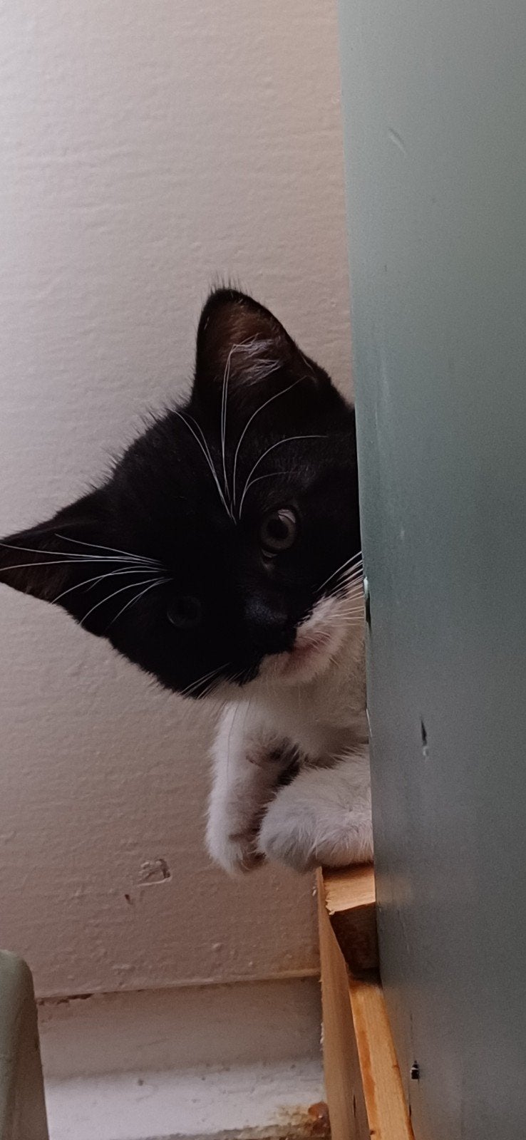 Ragdoll mix nog 1 prachtig poesje, Dieren en Toebehoren, Meerdere dieren
