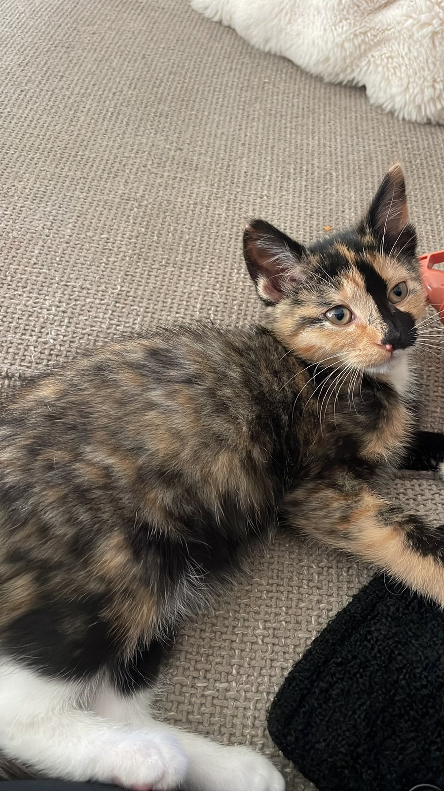 Gratis lieve schildpad kitten Mimi zoekt een nieuw thuis, Poes